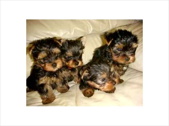Akc Registered, Quality Yorkie Puppies.