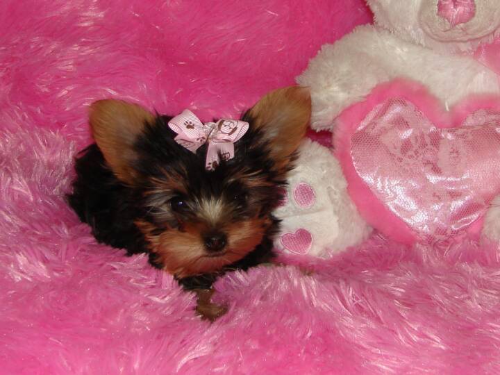 Fluffy Hair(male &amp; female) T-Cup Yorkie Pups For Adoption