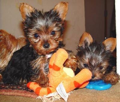 Cute And Amazing Male And Female Teacup Yorkie Puppies For Adoption