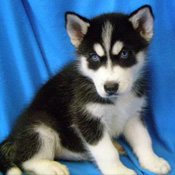 she is my lovely siberian husky for good homes