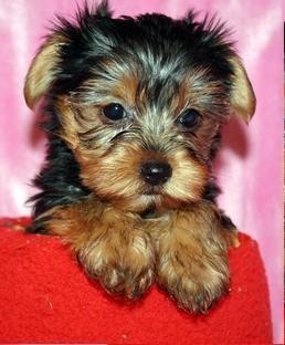 TINY FEMALE TEA CUP YORKIE BABY