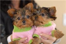 yorkie puppies that needs good homes