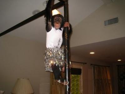 two lovely chimpanzee monkeys for adoption