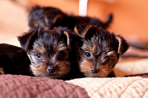 Teacup Yorkies Puppies For Free Adoption