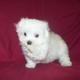 lovely maltese puppies for sale