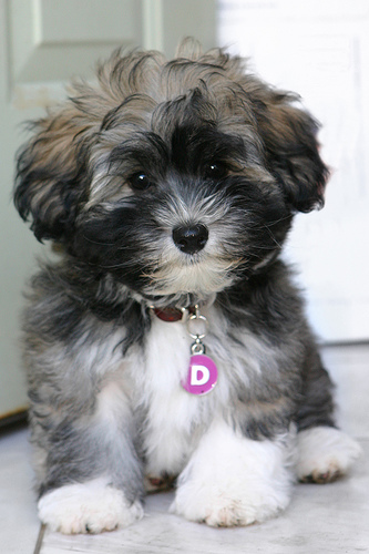 Affectionate Havanese Puppies for Adoption