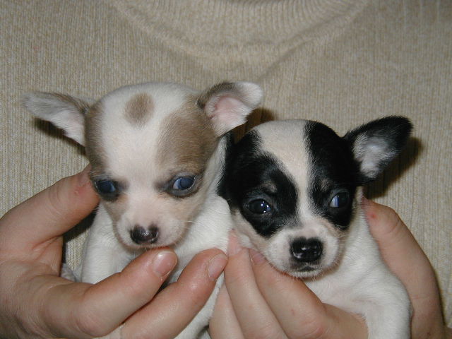 &quot;Kissy&quot; TEACUP CHIHUAHUA GIRL SALE PRICE !@!