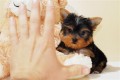 Exellent t-cup yorkie puppies for free adoption