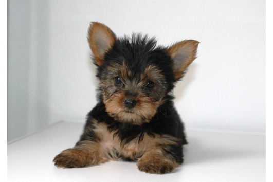Cute AKC Yorkshire Terrier Puppy for Adoption