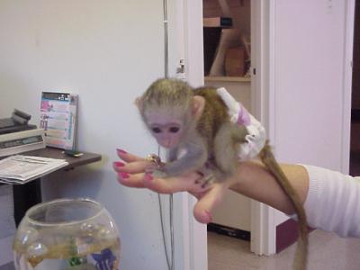 Excellent And Sweet Gorgeous baby Capuchin monkeys for Adoption