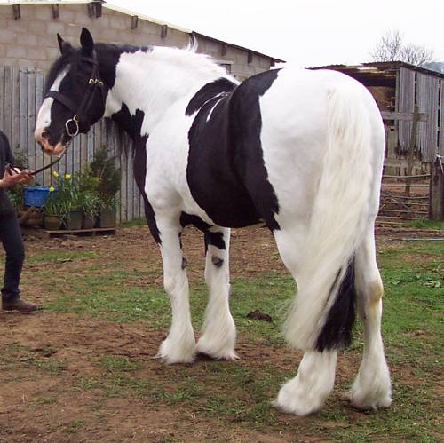 Our male Gypsy Horse to give out