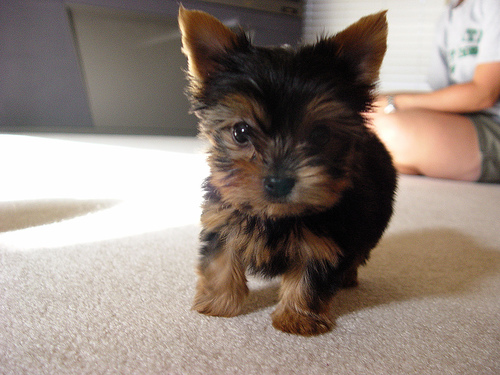 Wow !! Tea-Cup Yorkie Puppies For Adoption