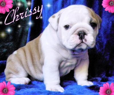 Healthy English Bulldog Puppies Available