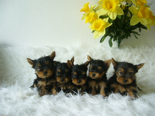 Very beautiful yorkies need a home fast