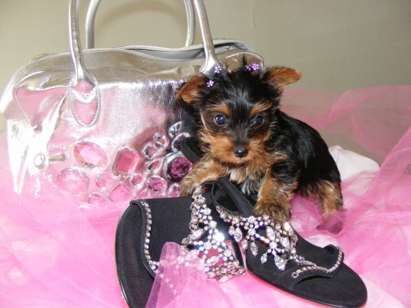 Baby Face Teacup Yorkie Pups