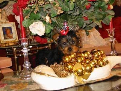 Yorkshire Terrier puppy For adoption