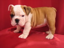 Cute and Adorable English Bulldog puppies for &quot;FREE&quot; adoption