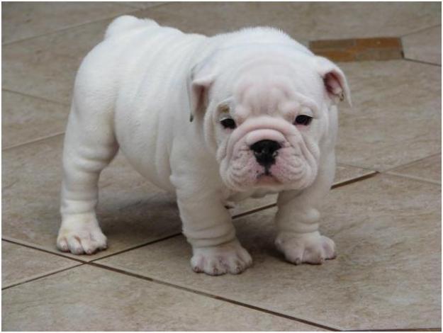 Adorable Puppies available for adoption