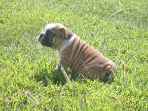AKC Bulldog Puppy