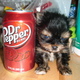 Sweet Spunky Teacup Yorkie Puppies For Adoption.