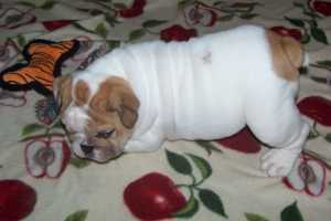 Cute English Bulldog Puppies for Adoption