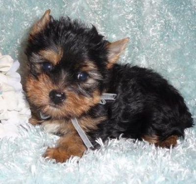 Akc Tea Cup Yorkie Puppies For Free