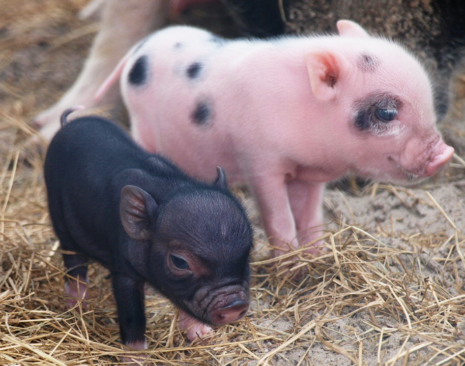 Mini Pig For Sale