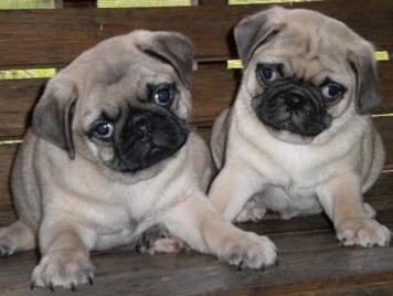 Fawn and black pug puppies for adoption