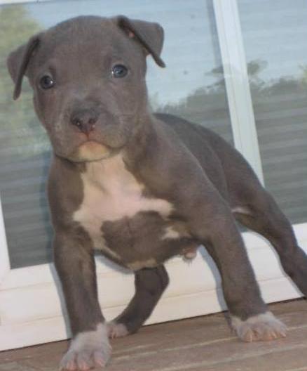 America Pit bull for sale now
