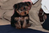 Two  Yorkie Puppies for adoption