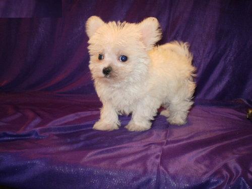 charming maltese puppy for sale
