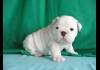 AKC REGISTERED ENGLISH BULLDOG PUPPIES FOR ADOPTION