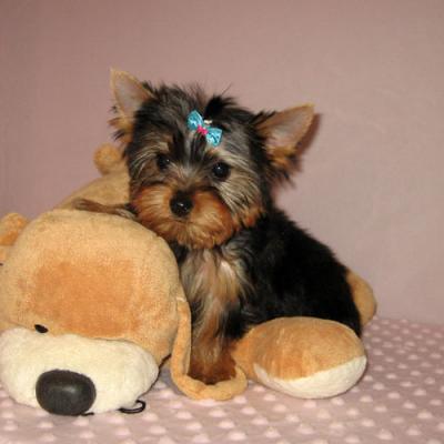 Two Healthy Adorable Tea Cup Yorkie Puppies