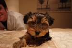 Registered Male And Female Yorkshire Puppies For Adoption