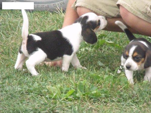 charming beagle puppies for adoption