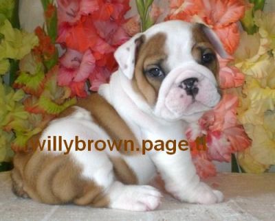 Fancy Bulldogs specialize in breeding healthy show quality AKC Registered English Bulldogs we raised