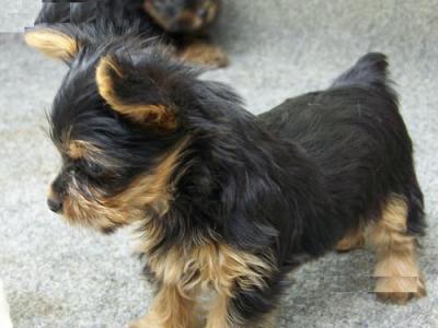 Cute and Adorable Teacup Yorkie Puppies For Free Adoption