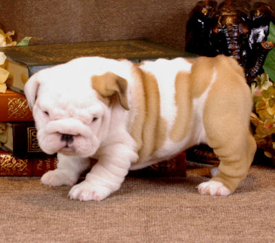 Home Raised English Bulldog Puppies For Free Adoption