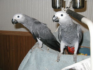 adorable african grays for adoption