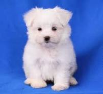 lovely maltes puppies for good home available now