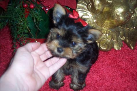 Teacup Yorkie Puppies For Free Adoption