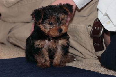Beautiful And Adorable Yorkie Puppies For Adoption