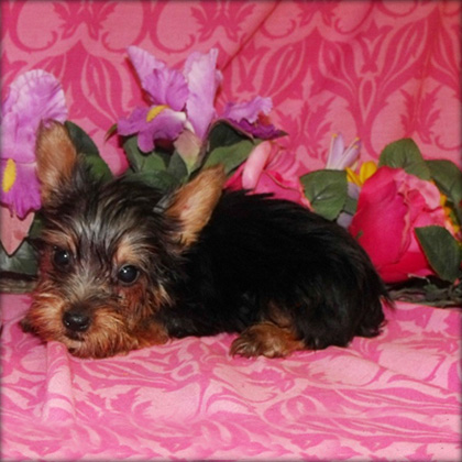 Adroble Yorkie Puppies For Free Adoption