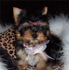 Super Male and Female Tiny Teacup Yorkie Puppies