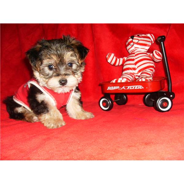 Wow Asking Only $90 Male &amp; Female Yorkie Puppies For Adoption