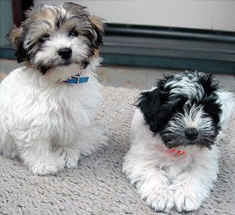 2 magnificent yorkshire puppies for free adoption