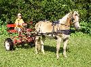 ADORABLE MALE AND FEMALE FRIENSIAN  FOR ADOPTION