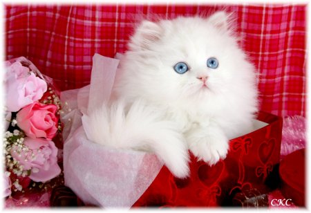 cute persian kitten