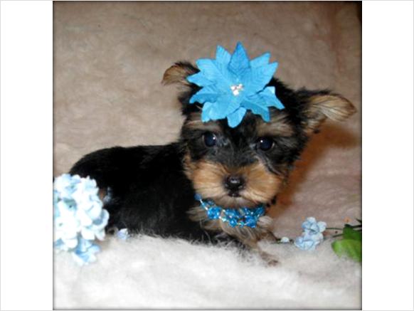 Lovely Teacup Yorkie Puppies For Adoption