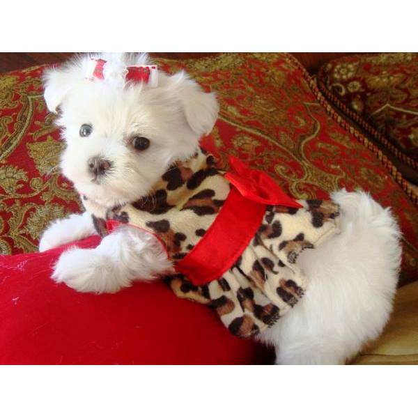 Affectionate Teacup Maltese puppies for adoption